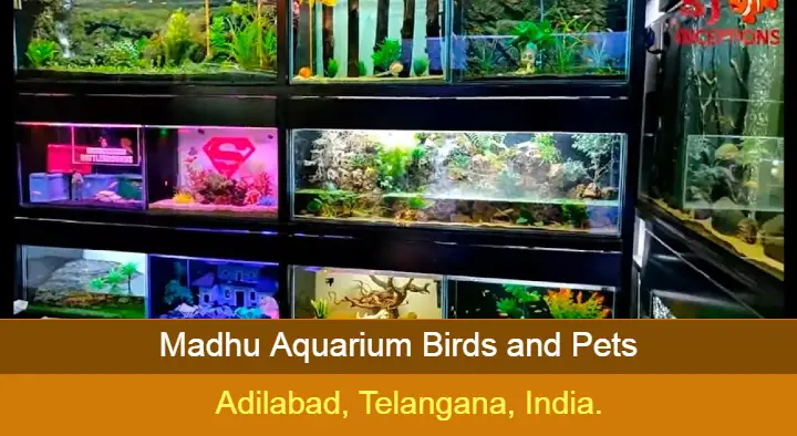 Pet Shops in Adilabad  : Madhu Aquarium Birds and Pets in Ashok Road