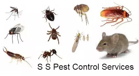 S S Pest Control Services in Surya Nagar, Anantapur