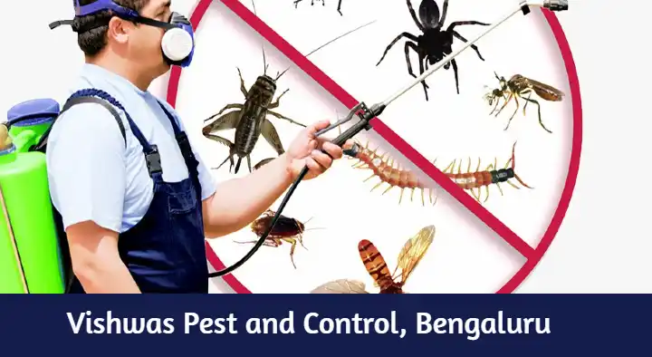 Pest Control Services in Bengaluru (Bangalore) : Vishwas Pest and Control in Ramamurthy Nagar