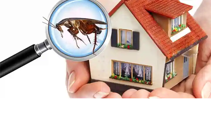 Pest Control Services in Chennai (Madras) : Aavinash Pest Control Services in Anna Nagar