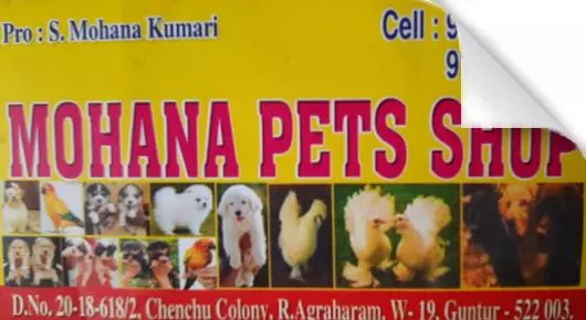 mohan pets shop pets and pet accessories near r agraharam in guntur andhra pradesh,R Agraharam In Visakhapatnam, Vizag