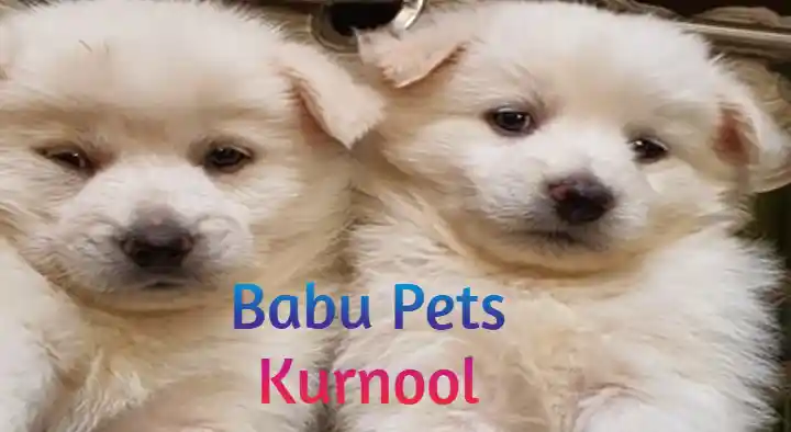 Pet Shops in Kurnool  : Babu Pets in Somisetty Nagar