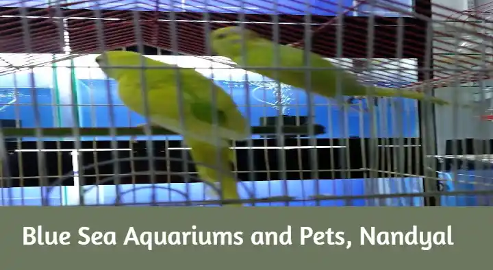 Blue Sea Aquariums and Pets in TTD Road, Nandyal