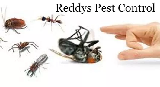Pest Control Services in Nellore  : Reddys Pest Control in Harinathpuram