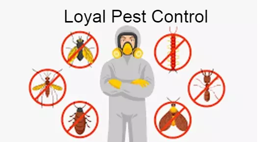 Pest Control Services in Nellore  : Loyal Pest Control in Revenue Colony