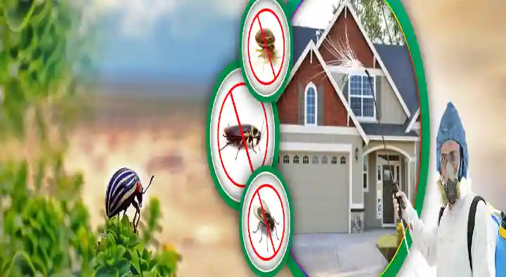 Pest Control Services in Nizamabad  : Maruthi Pest Control in Rotary Nagar
