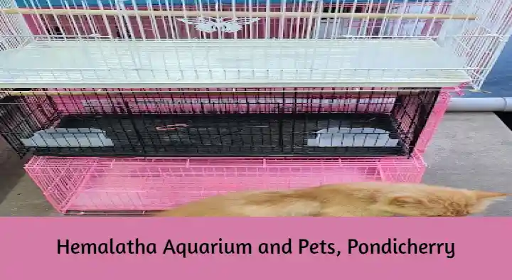 Hemalatha Aquarium and Pets in Anada Nagar, Pondicherry