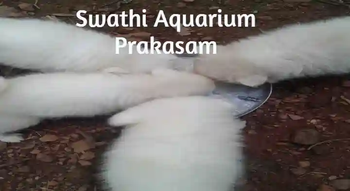 Pet Shops in Prakasam  : Swathi Aquarium in Wood Nagar Colony