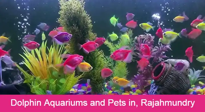 Aquarium Shops in Rajahmundry (Rajamahendravaram) : Dolphin Aquariums and Pets in Rajahmundry