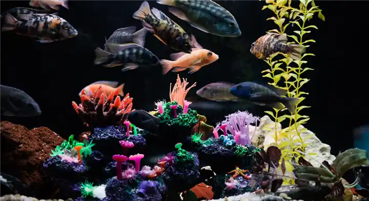 Golden Aquarium and Pets in Ikkanda Warrior Road, Thrissur