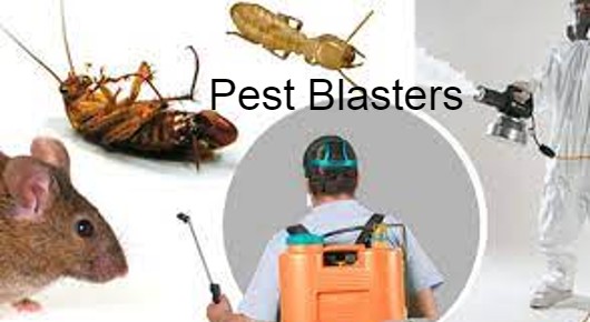Pest Blasters in Governor Peta, Vijayawada