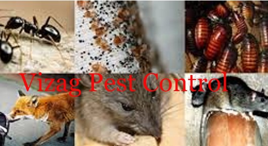 Vizag Pest Control in Pedda Waltair, Visakhapatnam