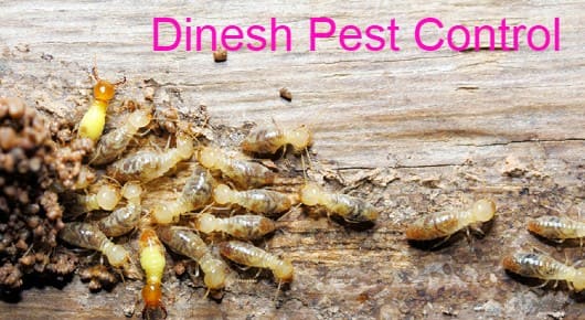 Dinesh Pest Control in Dondaparthy, Visakhapatnam