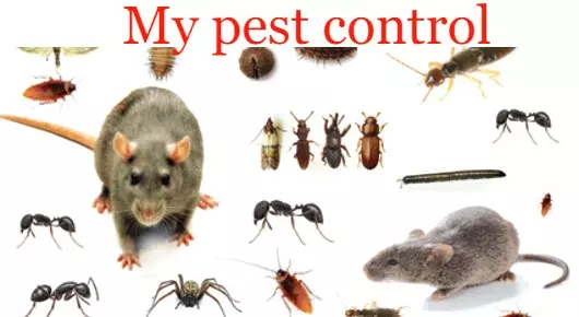 Pest Control Services in Vizianagaram  : My pest control in Kothapet