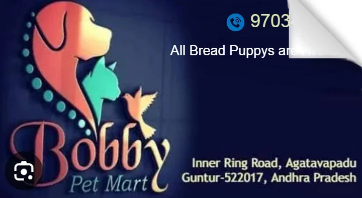 Bobby Pet Mart in Agatavapadu, Guntur