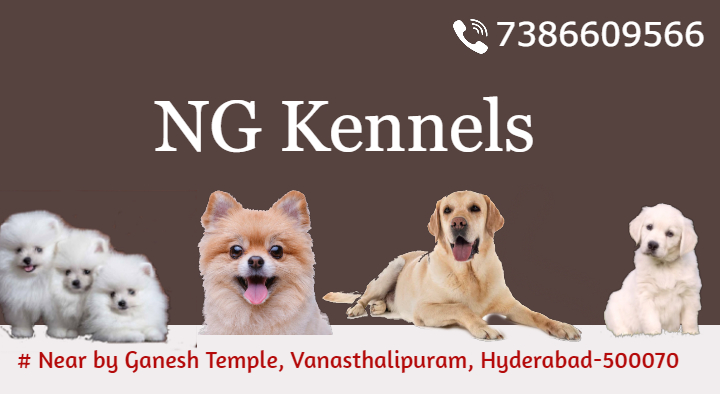 NG Kennels in Vanasthalipuram, Hyderabad