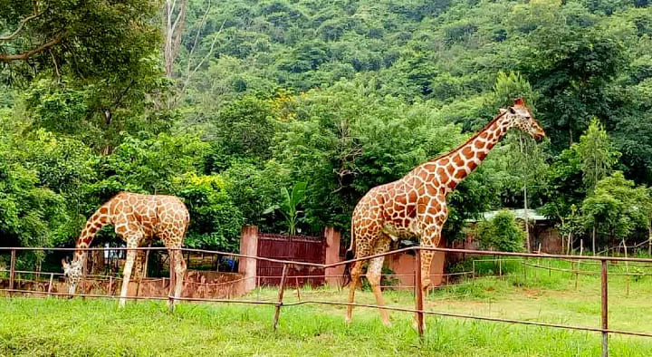 Indira-Gandhi-Zoological-Park Tourism Photo Gallery in Visakhpatnam, Vizag