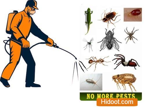 kr pest control services near tapovanam circle in anantapur andhra pradesh - Photo No.0