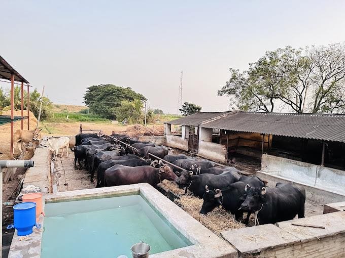 sangam dairy vadlamudi in guntur - Photo No.7