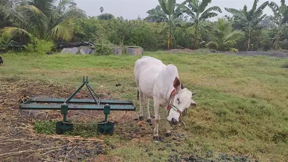 rareman farms mandadam in guntur - Photo No.42