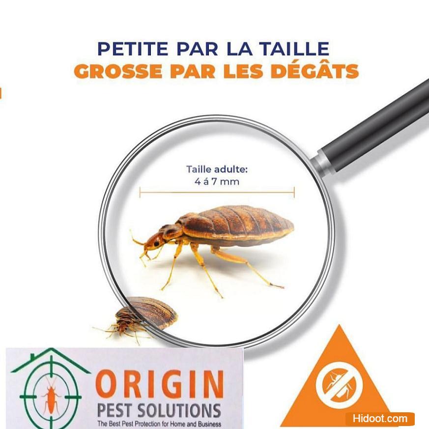 origin pest solutions pest control services near dilsukhnagar in hyderabad - Photo No.2