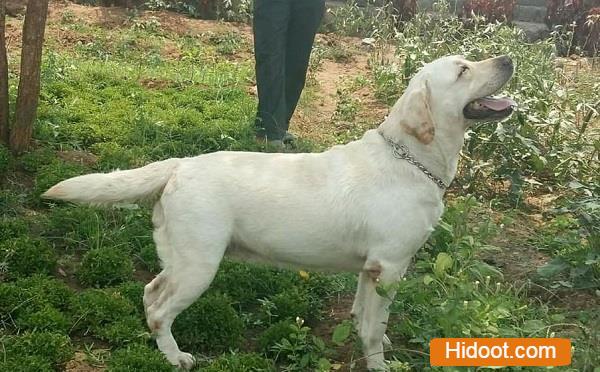 ng kennels vanastalipuram in hyderabad - Photo No.11