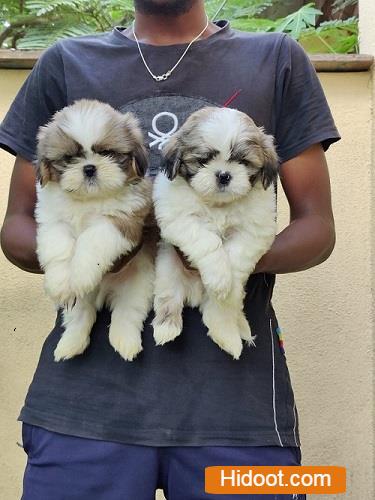 ng kennels vanastalipuram in hyderabad - Photo No.8