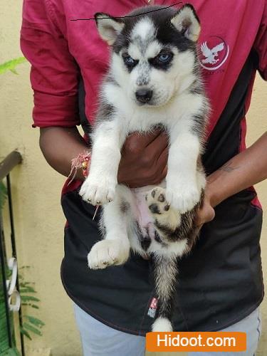 ng kennels vanastalipuram in hyderabad - Photo No.7