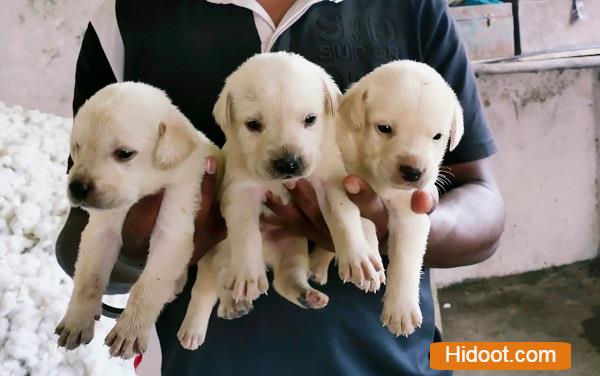 ng kennels vanastalipuram in hyderabad - Photo No.4