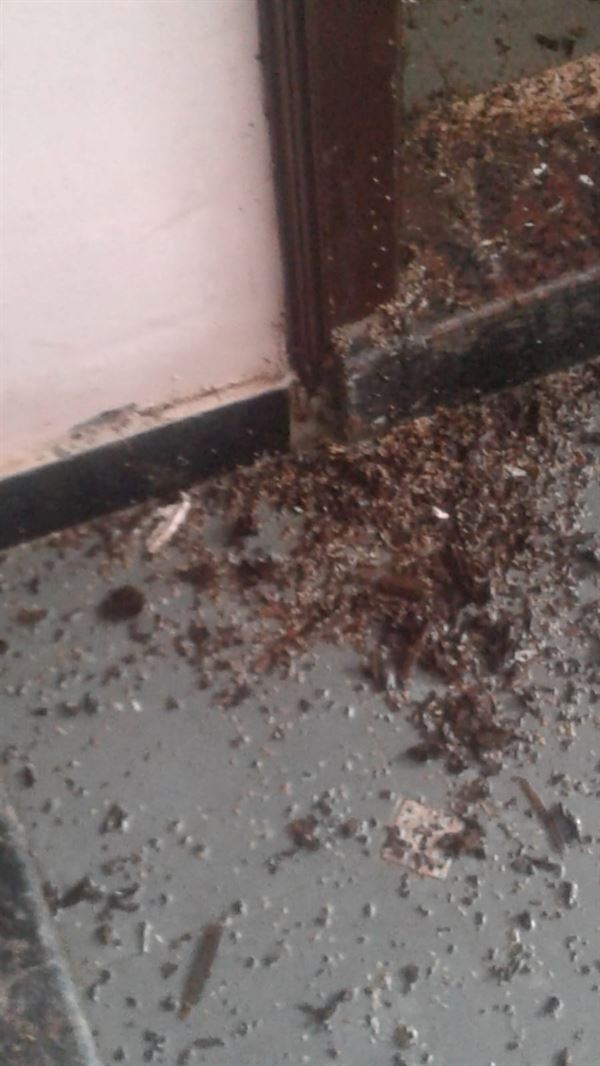 poison kills pest control chilkalguda in hyderabad - Photo No.4