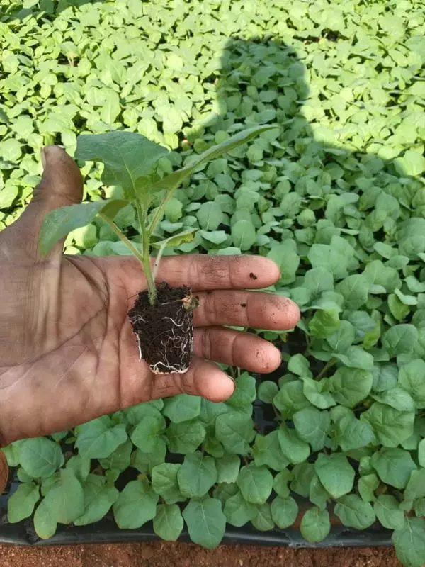 sri venkateswara nursery punganur in chittoor ap - Photo No.14