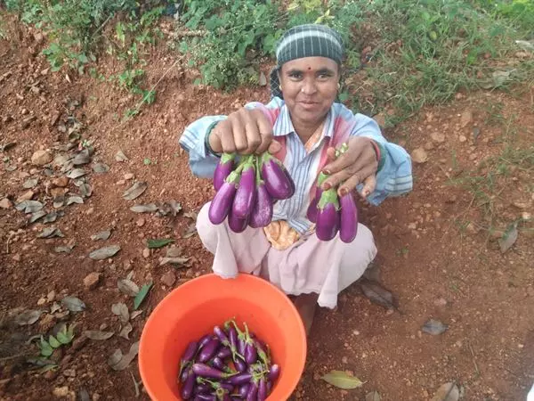 sri venkateswara nursery punganur in chittoor ap - Photo No.11