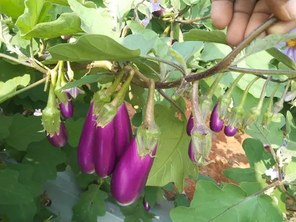 sri venkateswara nursery punganur in chittoor ap - Photo No.23