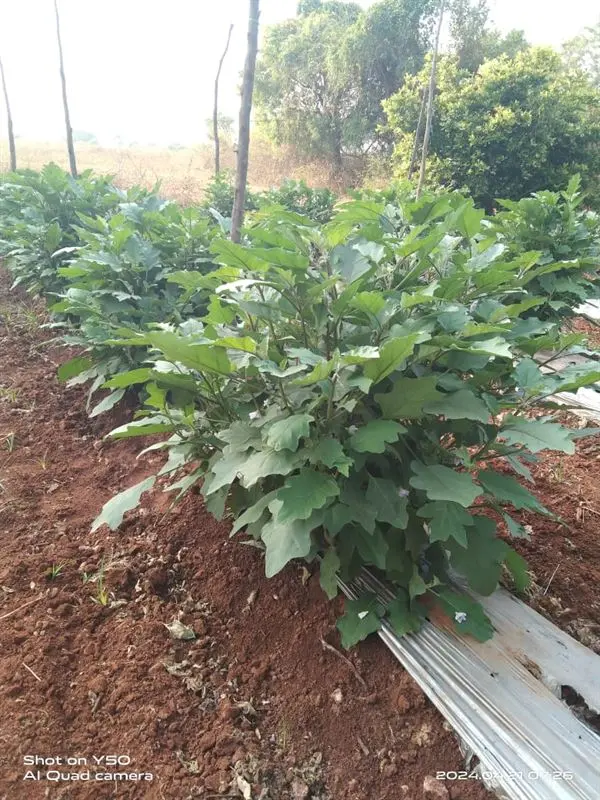 sri venkateswara nursery punganur in chittoor ap - Photo No.5