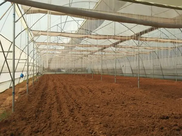 sri venkateswara nursery punganur in chittoor ap - Photo No.3