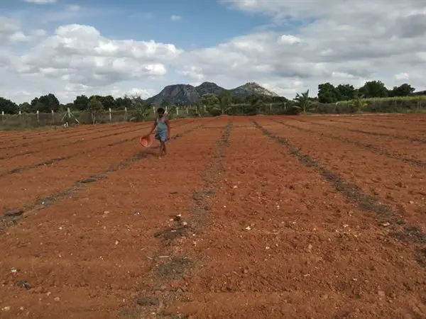 sri venkateswara nursery punganur in chittoor ap - Photo No.2