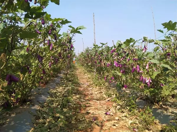 sri venkateswara nursery punganur in chittoor ap - Photo No.21