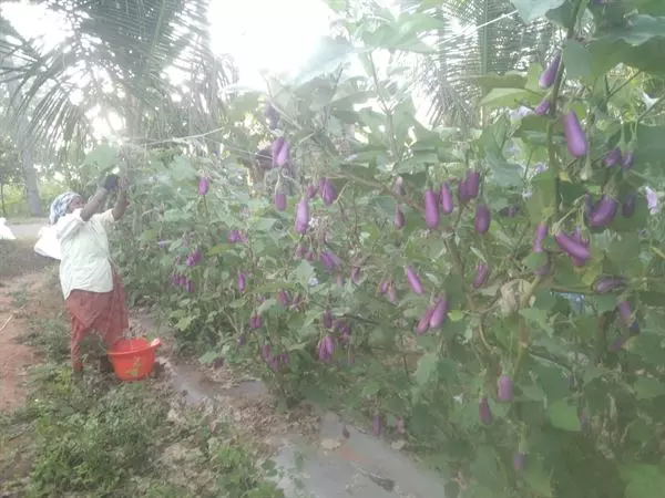 sri venkateswara nursery punganur in chittoor ap - Photo No.20