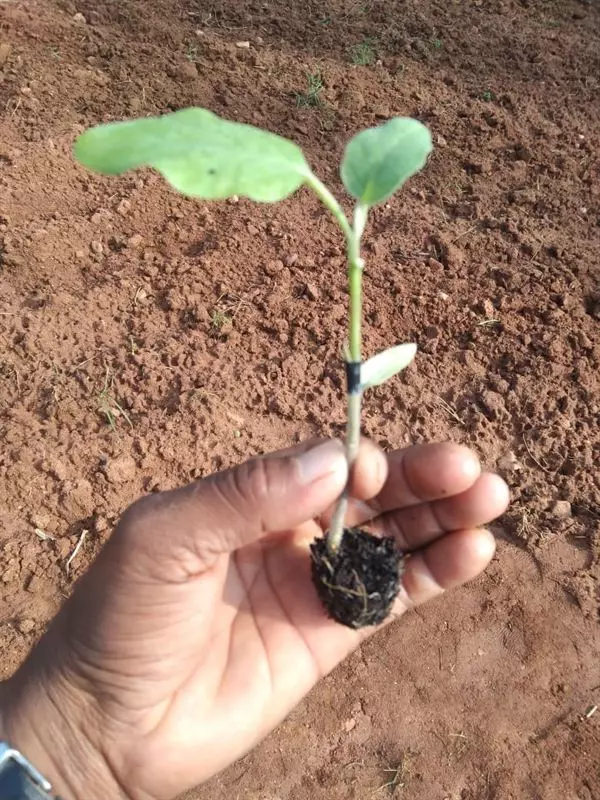 sri venkateswara nursery punganur in chittoor ap - Photo No.19