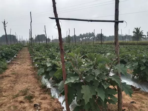 sri venkateswara nursery punganur in chittoor ap - Photo No.16