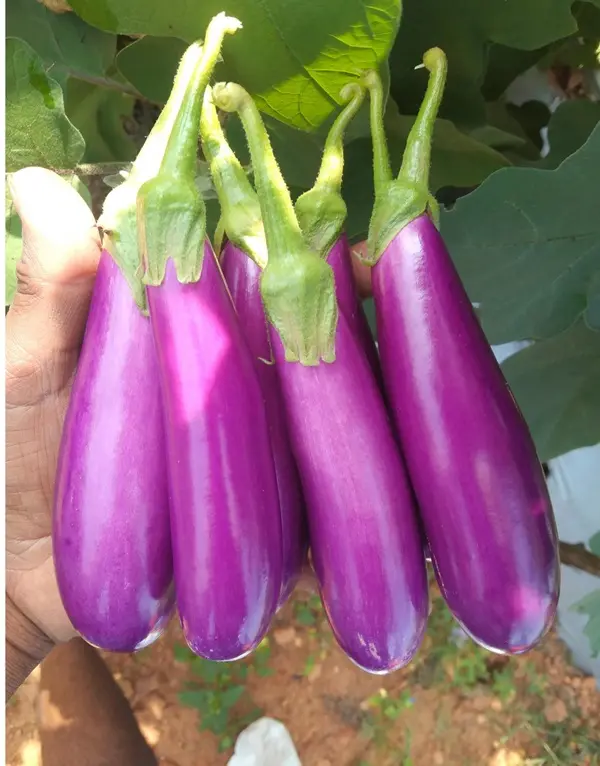 sri venkateswara nursery punganur in chittoor ap - Photo No.0