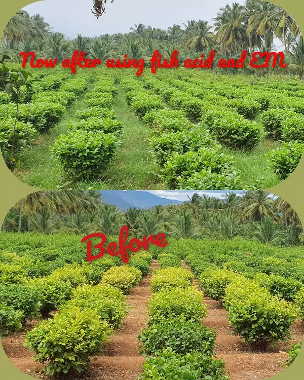 rk natural and organic farming products basuvappalayam in erode tamil nadu - Photo No.4