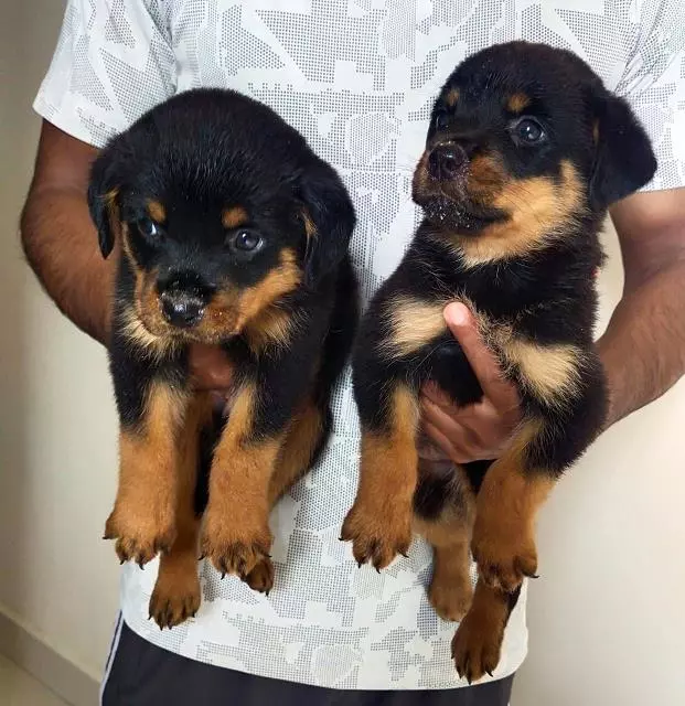 ng kennels vanastalipuram in hyderabad - Photo No.0