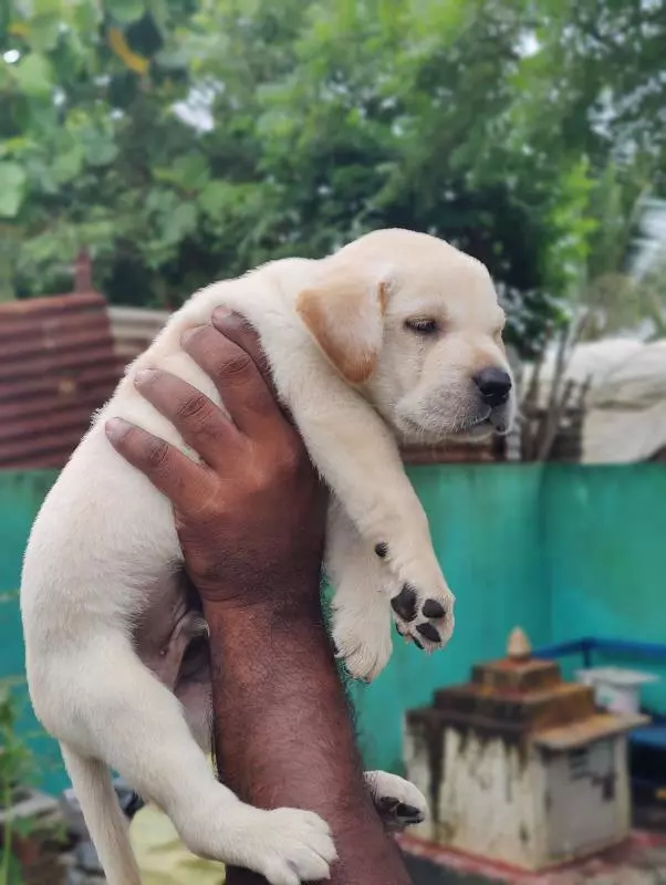 ng kennels vanastalipuram in hyderabad - Photo No.2