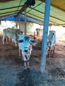 sri krishna govinda goshala gurazala in guntur - Photo No.3