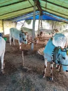 sri krishna govinda goshala gurazala in guntur - Photo No.4