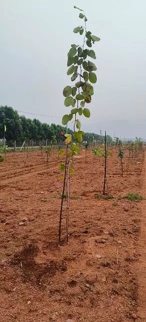 viswasri projects and agro farms pvt ltd moghalarajpuram in vijayawada - Photo No.13