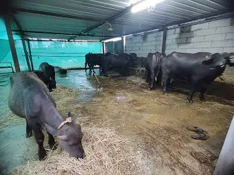 sri venakteswara dairy farm hanamkonda in warangal - Photo No.0