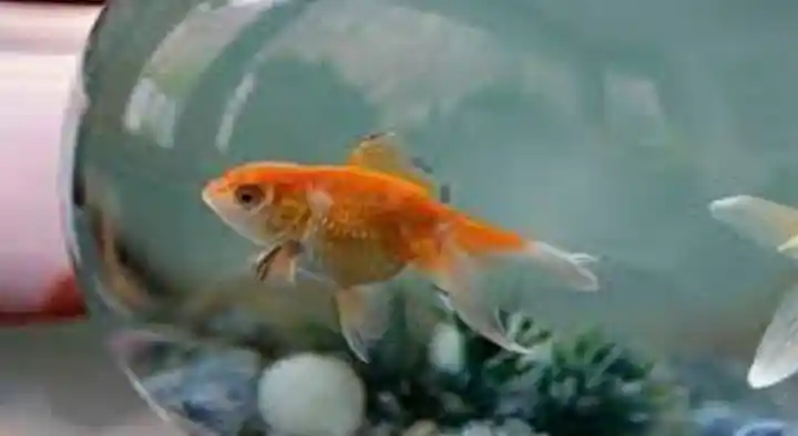 Asia Fish Aquariums in Housing Board Colony