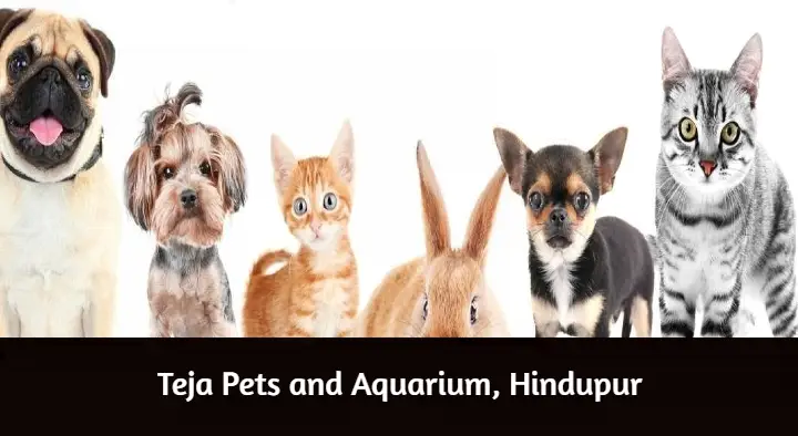 Teja Pets and Aquarium in Mukkidipeta